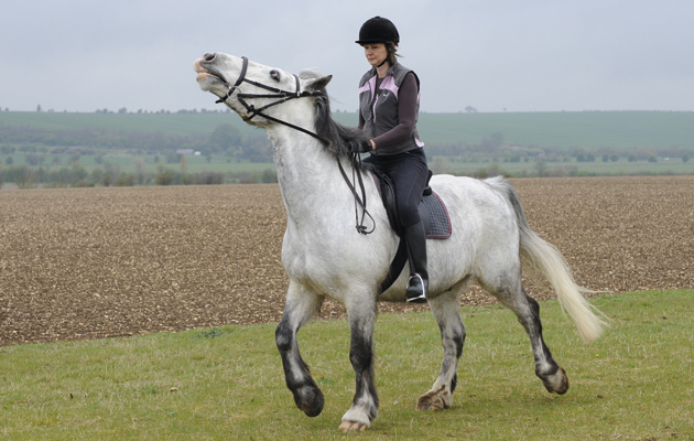 Headshaking in horses