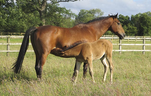 Broodmare