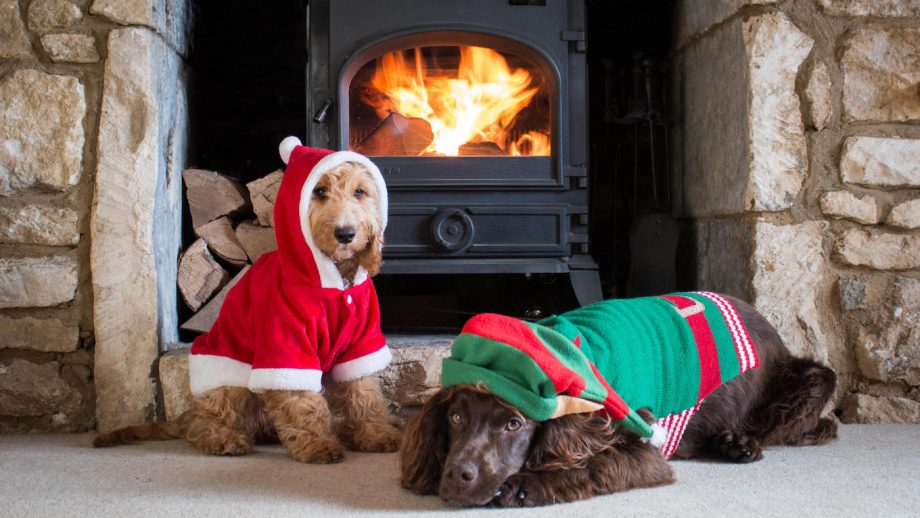 Best dog Christmas jumpers