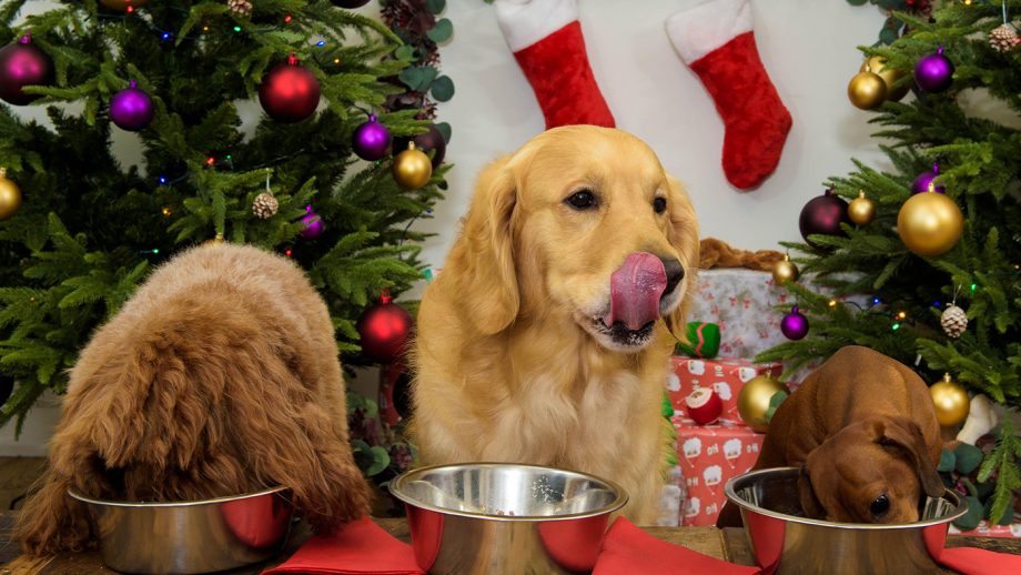 Dogs eating one of the best Christmas dinners for dogs