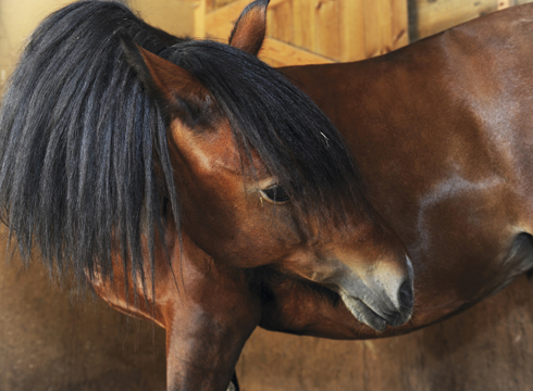 colic in horses: how to prevent it