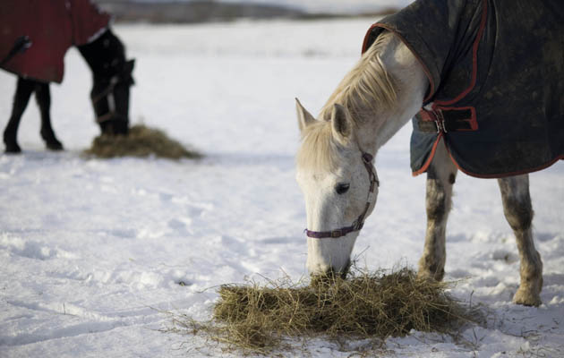 How to reduce your hay bill this winter