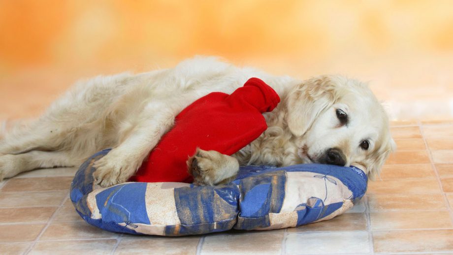 Golden retriever with hot water bottle