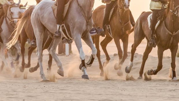 endurance rider banned saudi arabia