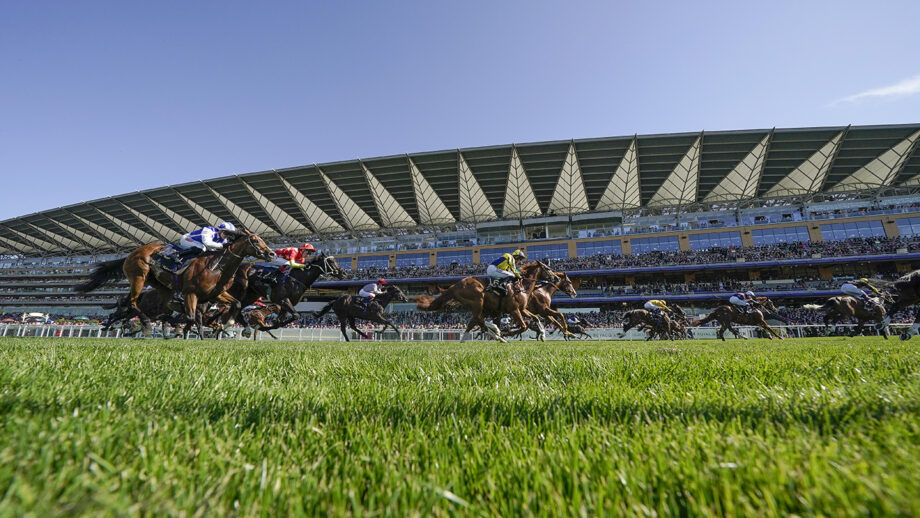 Racehorses gallop in front of the Ascot grandstand.