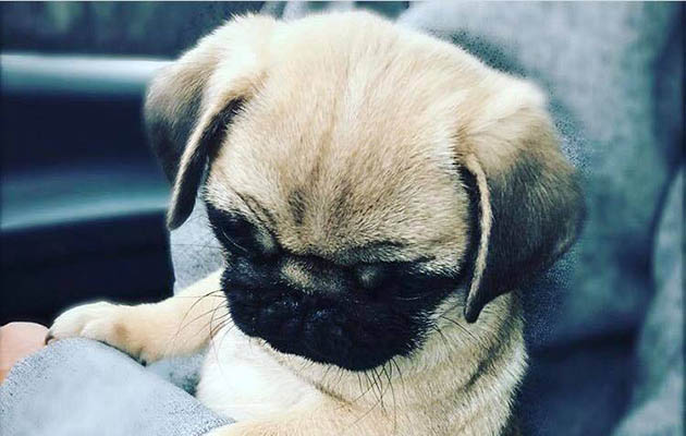 ellen whitaker missing pug betty