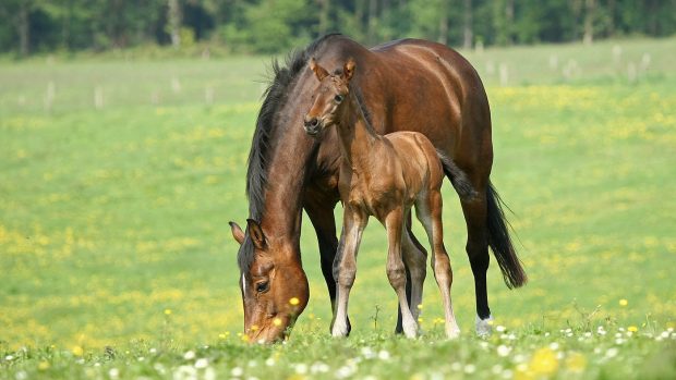 Mare with foal out in a field