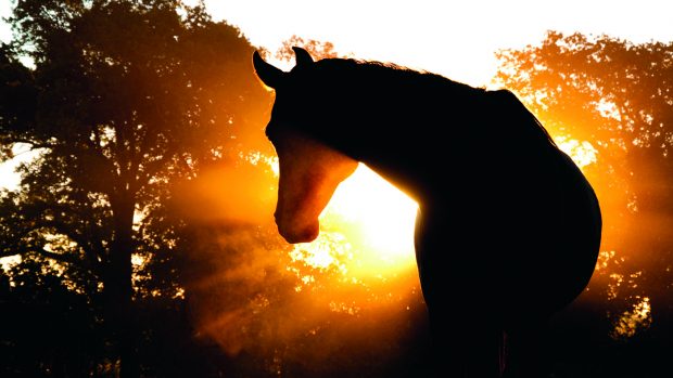 Ban on racehorses entering human food chain welcomed and questioned