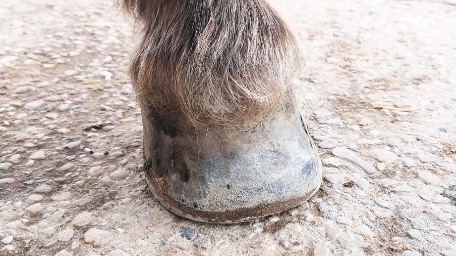 Before applying Carr & Day & Martin Cornucrescine tea tree hoof oil