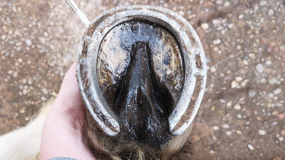 Carr & Day & Martin Cornucrescine tea tree hoof oil on sole