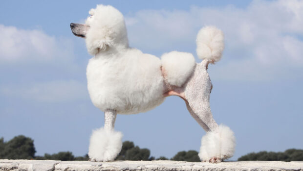 Standard poodle, white with clip