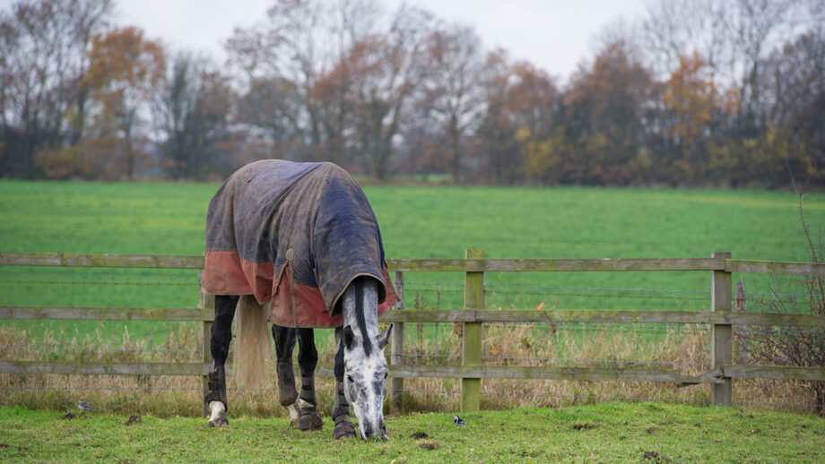 a grey horse grazing in the field in the winter wearing a turnout rug and boots