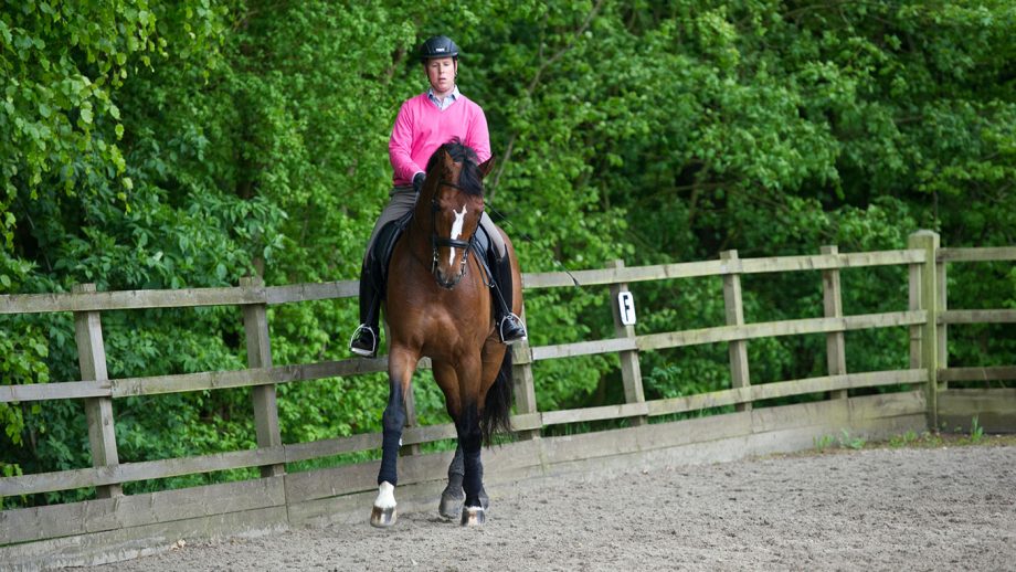 A horse demonstrating shoulder-in, which is an example of lateral work for horses