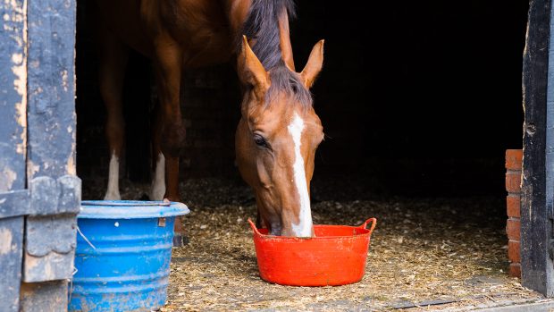 A horse eating feed from a bucket