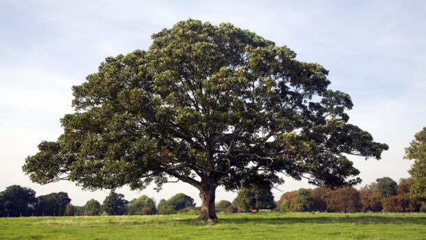 Atypical myopathy in horses is caused by toxins found in the sycamore tree