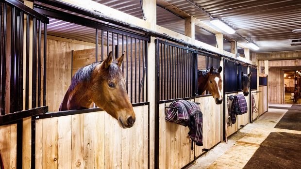 Horses in indoor barn stables