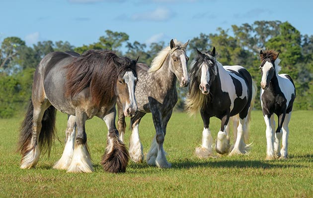 GJF9JN Curious Gypsy Vanner horse mares and foals in open green paddock