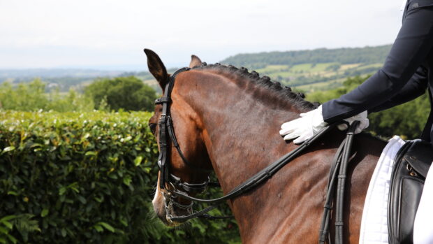 British Dressage has launched an equine welfare action plan.