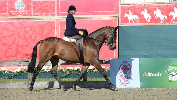 how to buy a side-saddle horse