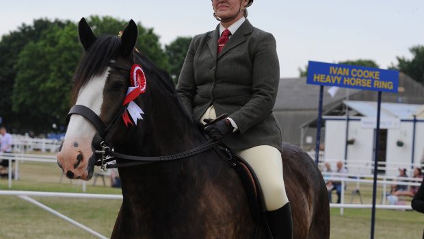 how to buy a shire horse