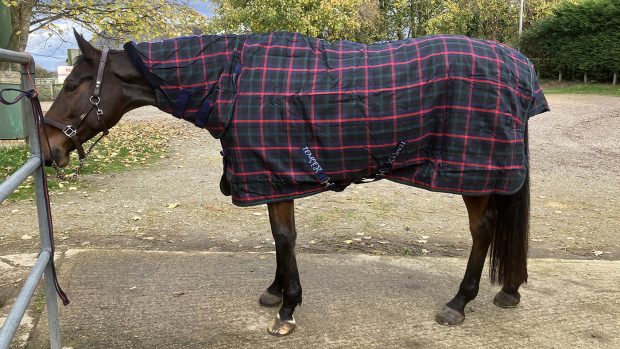 Shires Tempest Plus stable rug