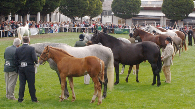 The Irish Draught line up at Dublin Horse Show