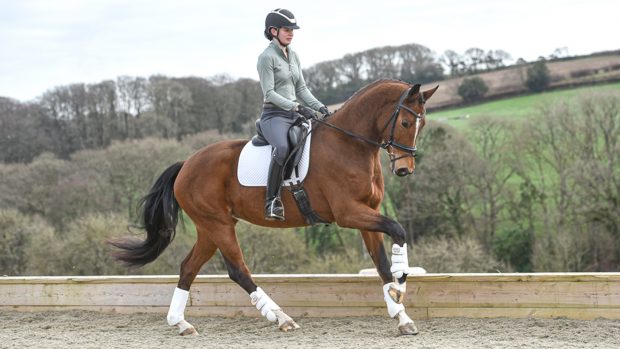 Newton Vamouche being ridden by Elite Dressage’s Alex Baker.