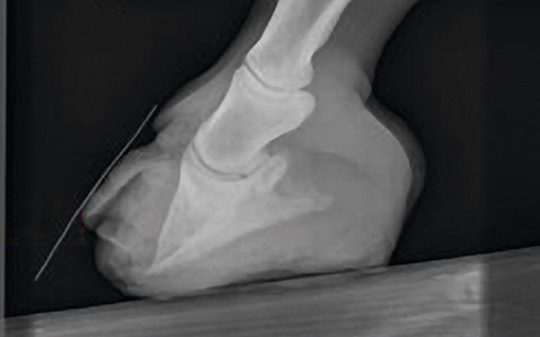 A case of laminitis in horses showing the rotated pedal bone