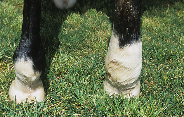 Lymphangitis in horses causes the leg to swell