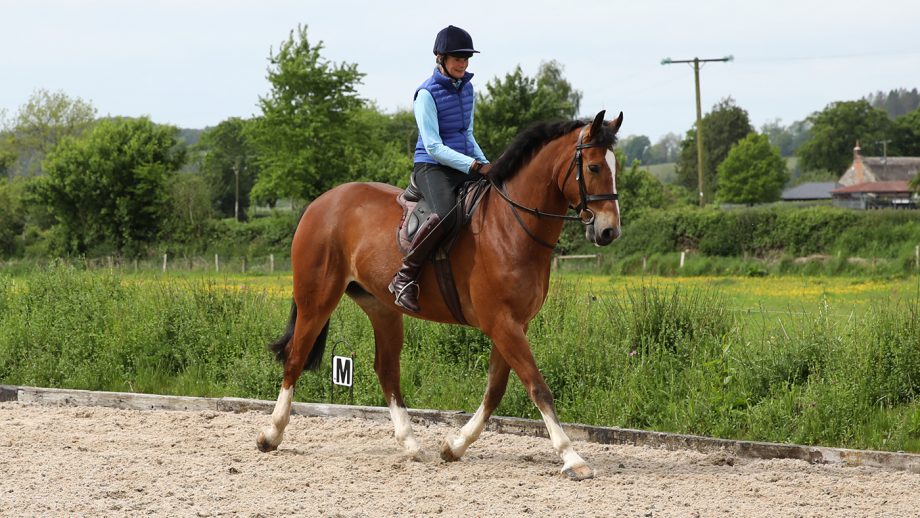 Lady riding horse in arena