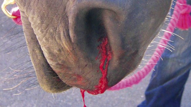 Nosebleeds in horses