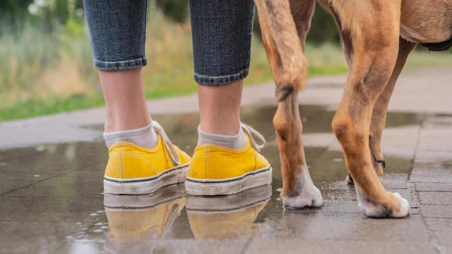 best dog walking shoes