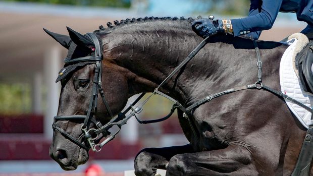Arena UK Winston, previously ridden by Ellen Whitaker, now with Jack Whitaker