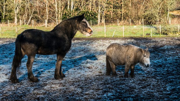 A fat Clydesdale horse and Shetland pony living out in a winter field. Winter is an important time to encourage weight loss in fat horses.