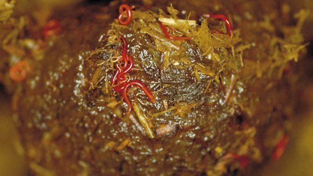 Horse worms include redworms shown here in horse droppings