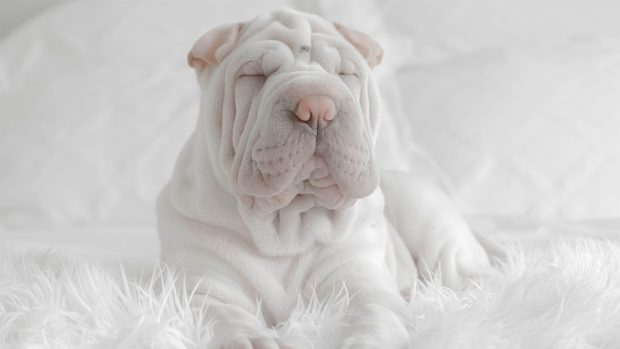 White shar pei puppy on calming dog bed