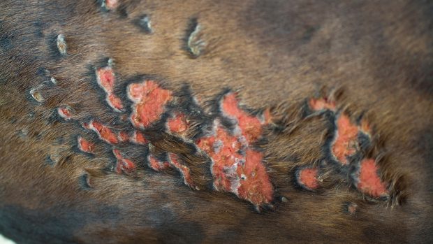 An example of ringworm in horses