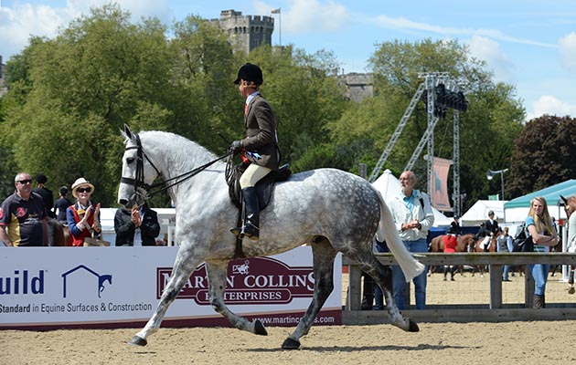 watch Royal Windsor Horse Show live Chadwicks Nebu Le Moignan, Charles