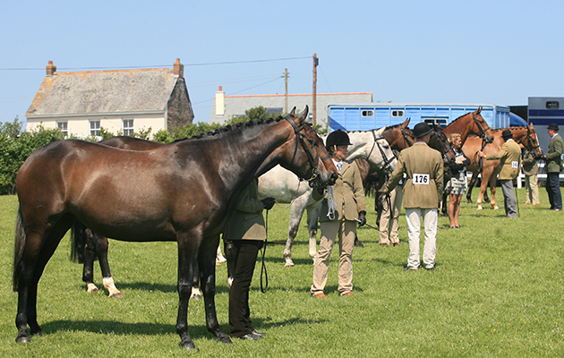 how to show a horse in-hand