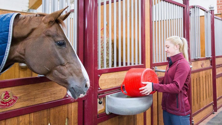 HHD8TB Warmblood Horse. Groom feeding horse in a stable. Great Britain