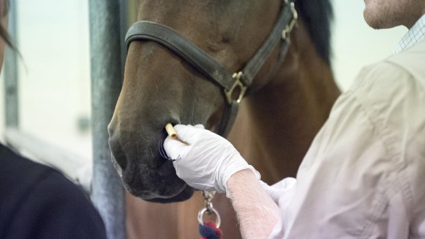 Strangles in horses: Vet removing drain from horses nostril