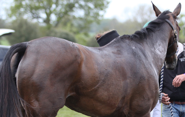 Horses lose electrolytes when they sweat