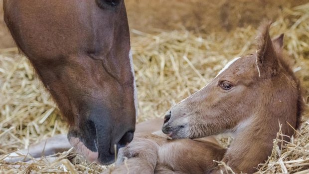 A happy mare and foal after a successful foaling in horses