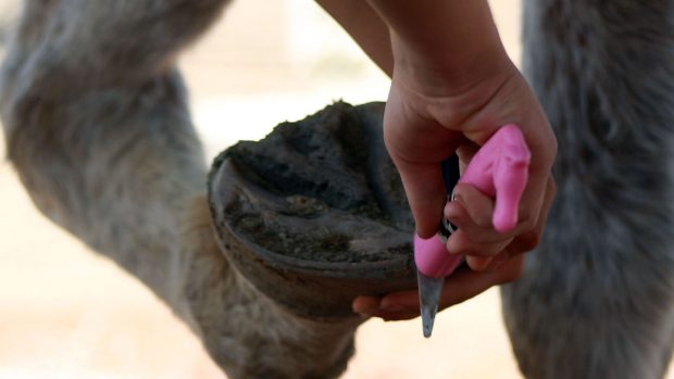 Early signs of thrush in a horse’s hoof