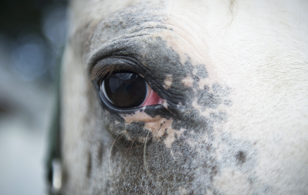 Appaloosa types appear susceptible to equine recurrent uveitis