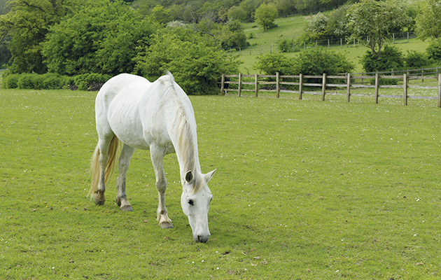 Keeping horses cool in hot weather is very important whether they are in the field or being ridden