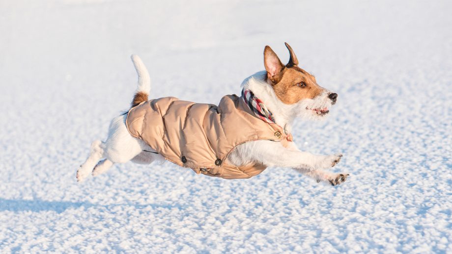 Dog running in snow wearing coat