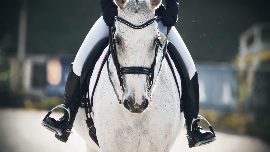 Dressage rider on horse face on so that you can see the stirrups either side