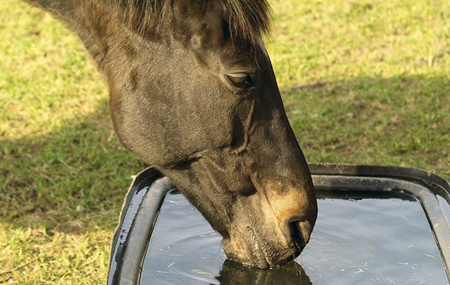 Horse drinking from trough