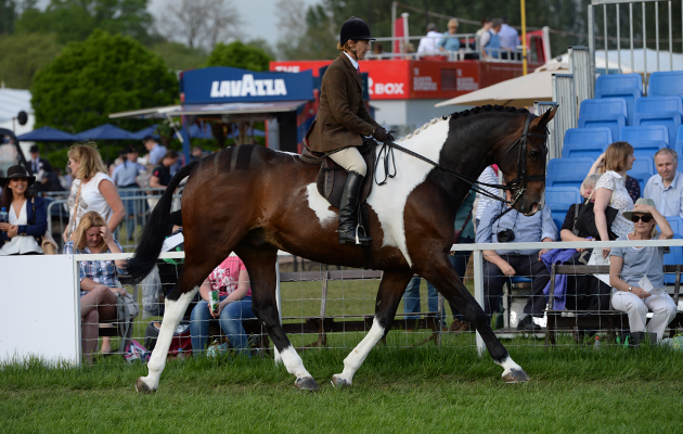 Jayne Ross riding Aidensfield Rupert, Champion in the Coloured Ridden Championship during Thursday of the Royal Windsor Horse Show, in the grounds of Windsor Castle in Windsor in the county of Berkshire, UK on 12th May 2016